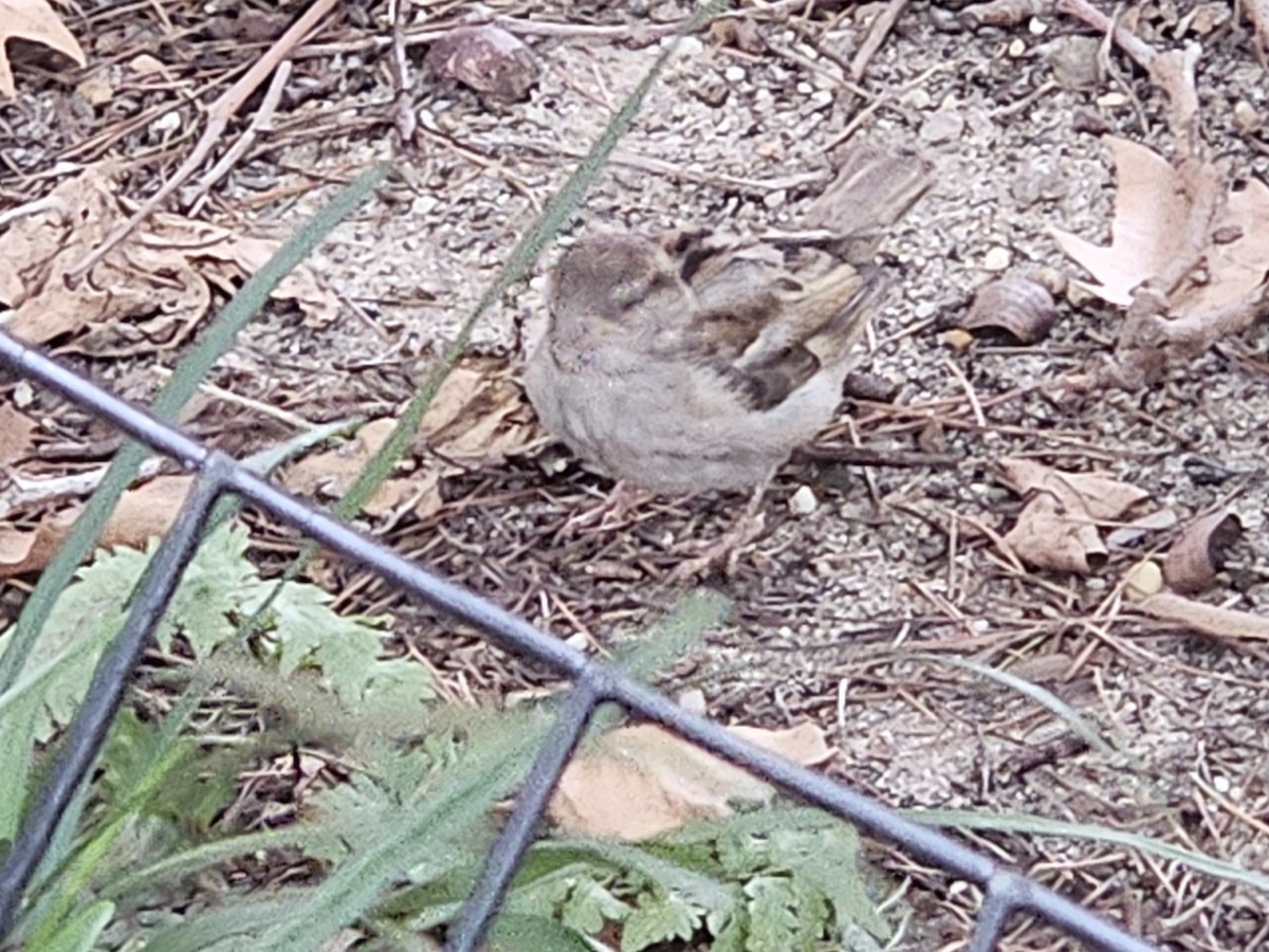 House Sparrow - ML640251525