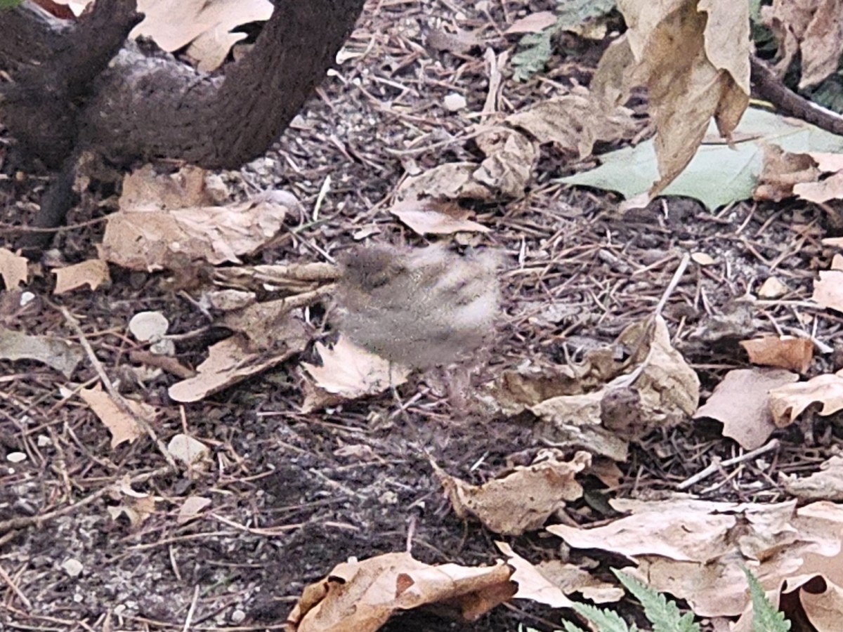 House Sparrow - ML640251526