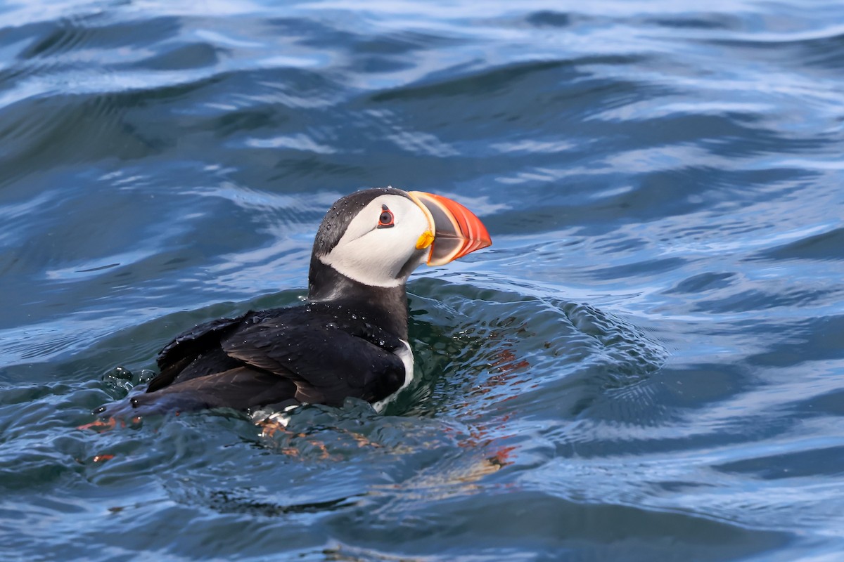 papuchalk severní - ML640251530