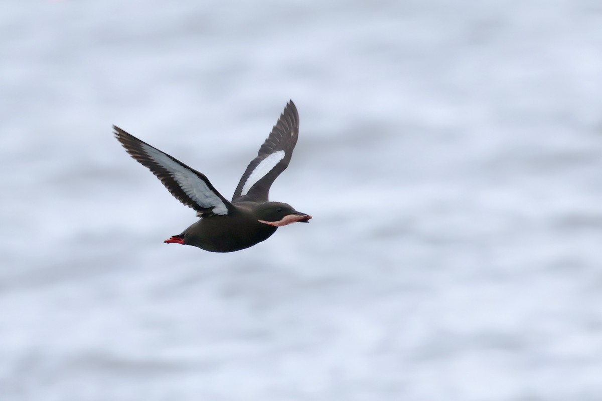 alkoun obecný - ML640251543