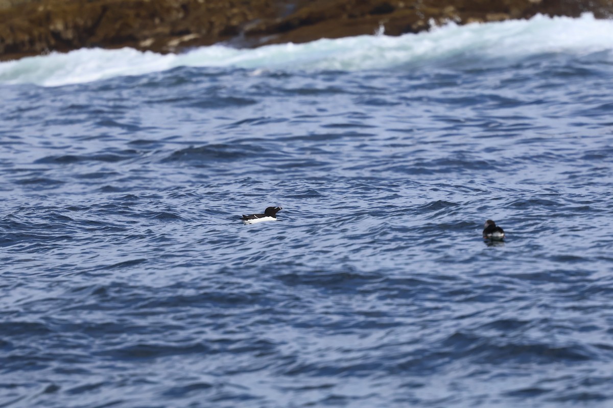 alka malá - ML640251549