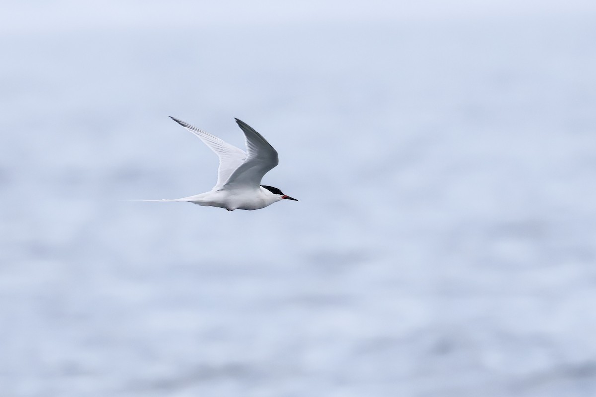 Roseate Tern - ML640251577