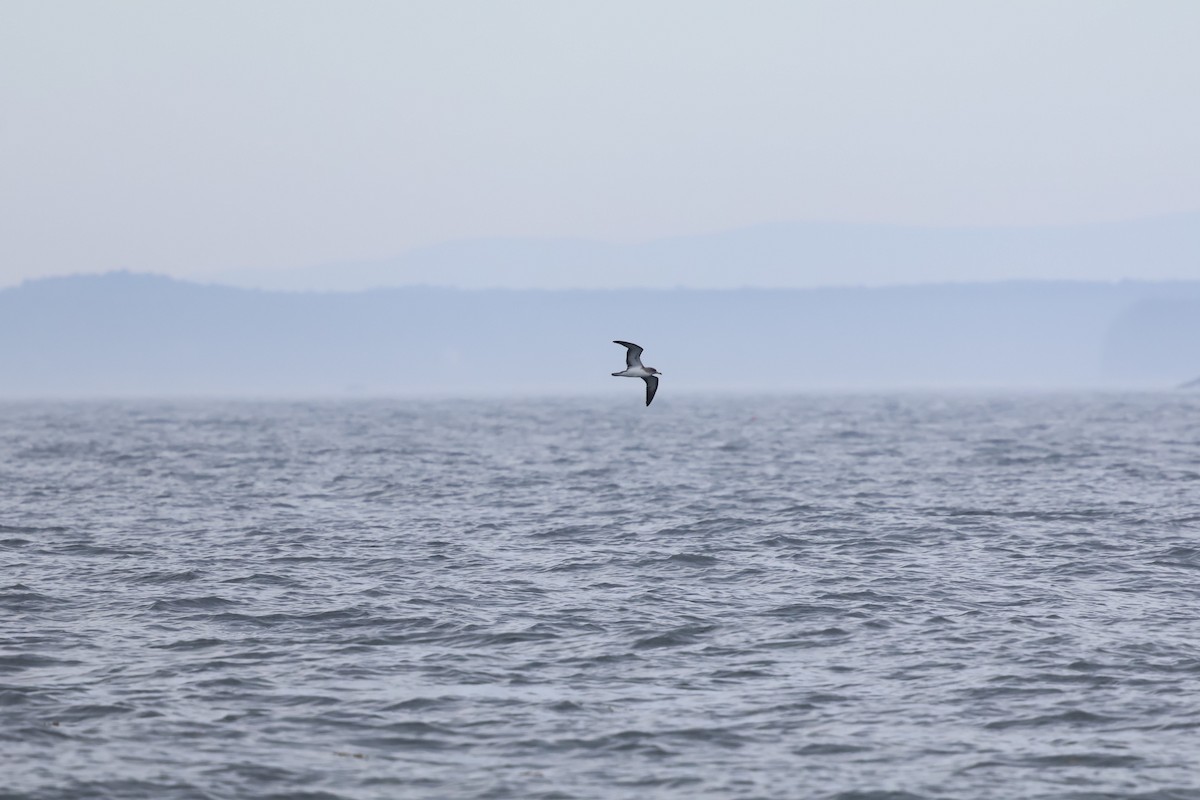 buřňák atlantský - ML640251591