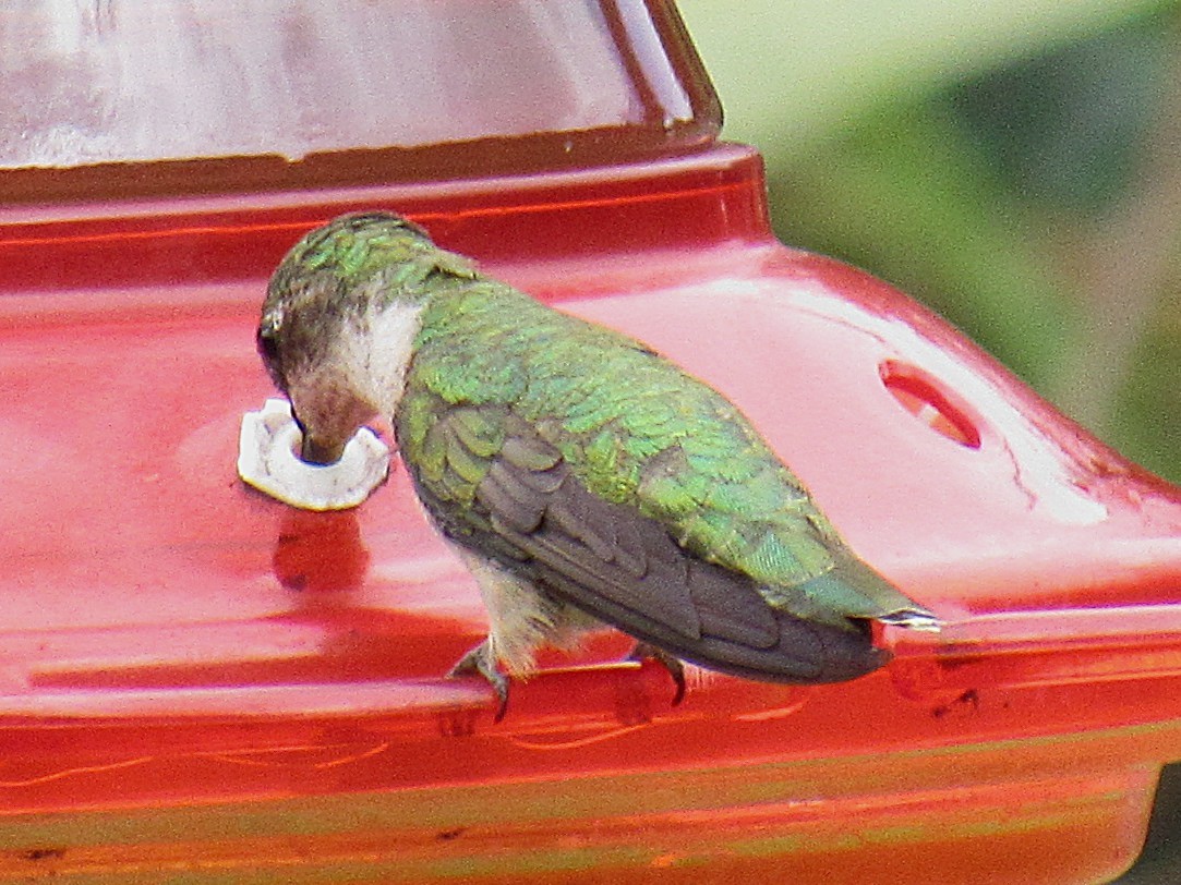 Ruby-throated Hummingbird - ML640251596