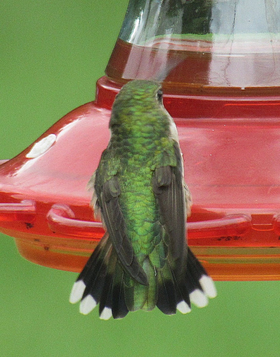 Ruby-throated Hummingbird - ML640251598