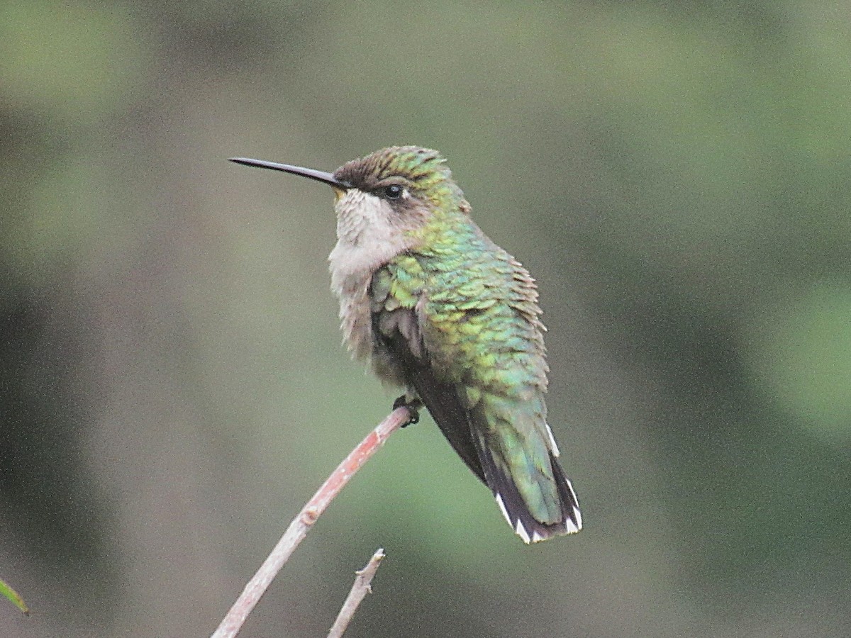 Ruby-throated Hummingbird - ML640251599