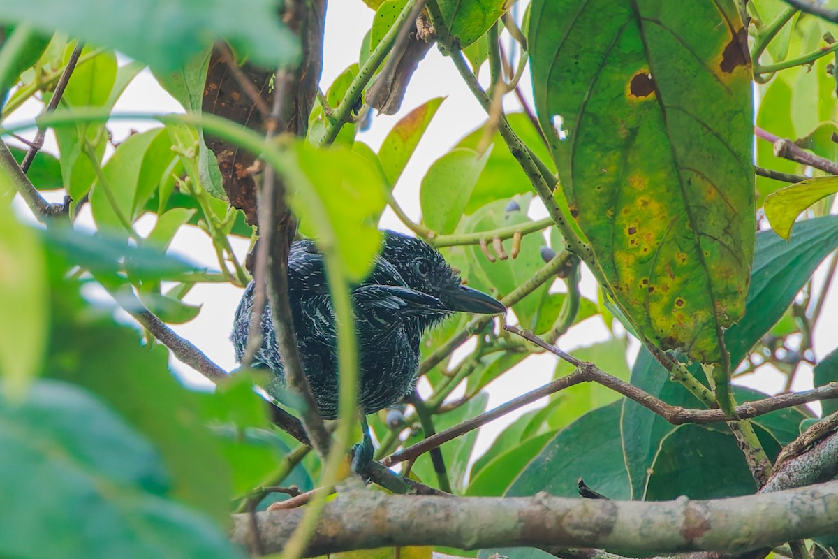 Lined Antshrike - ML640251600