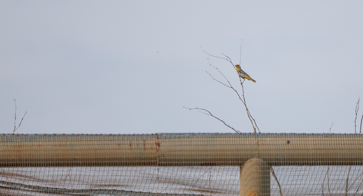Bullock's Oriole - ML640251606