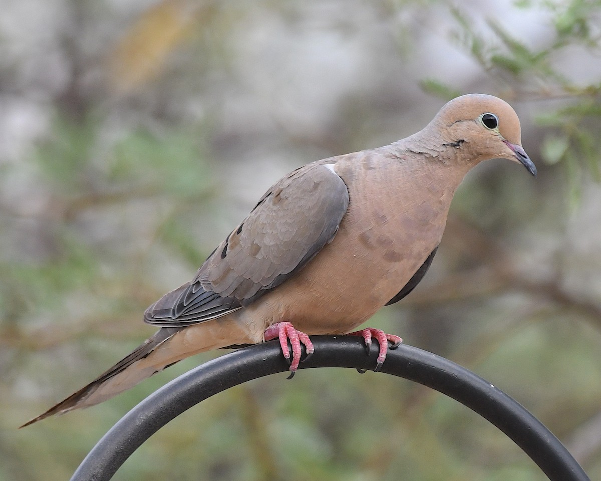 Mourning Dove - ML640251636