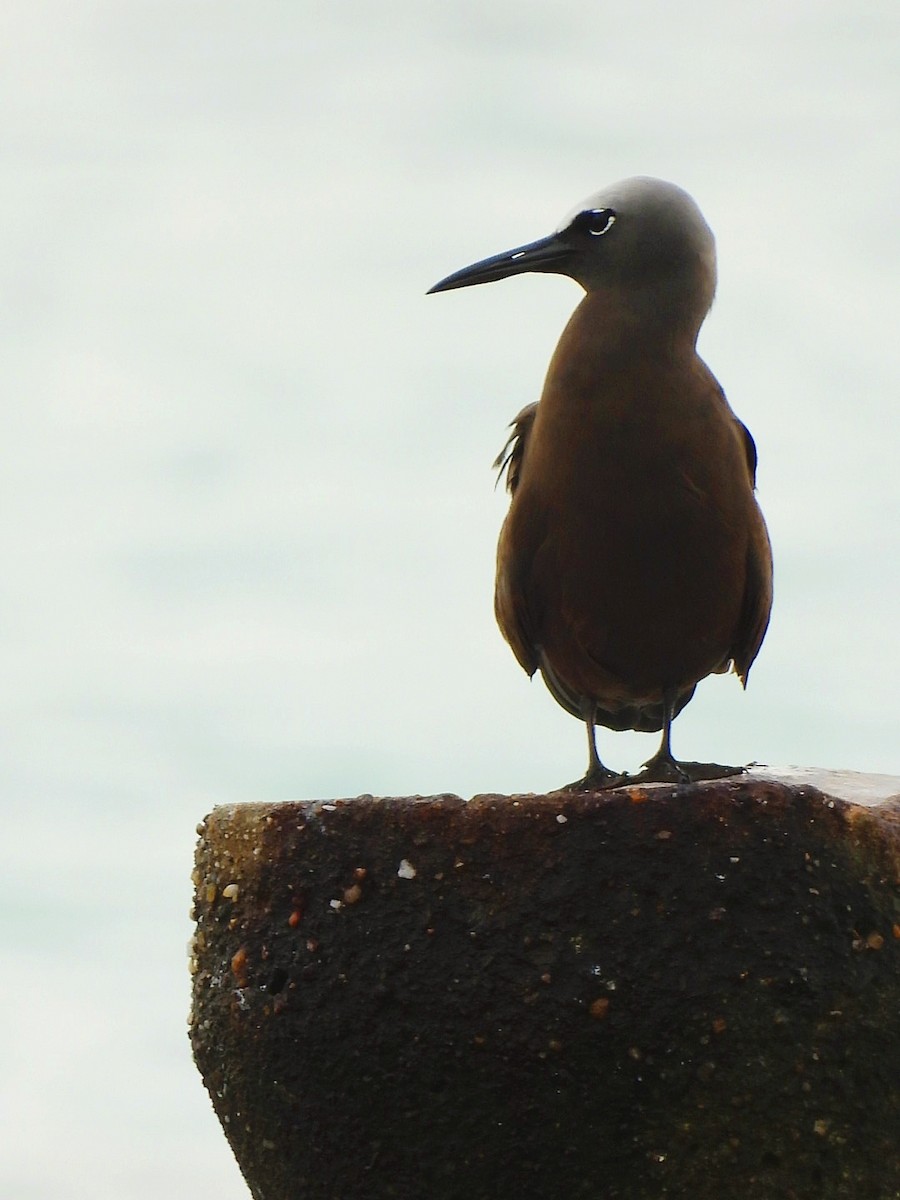 Brown Noddy - ML640251692