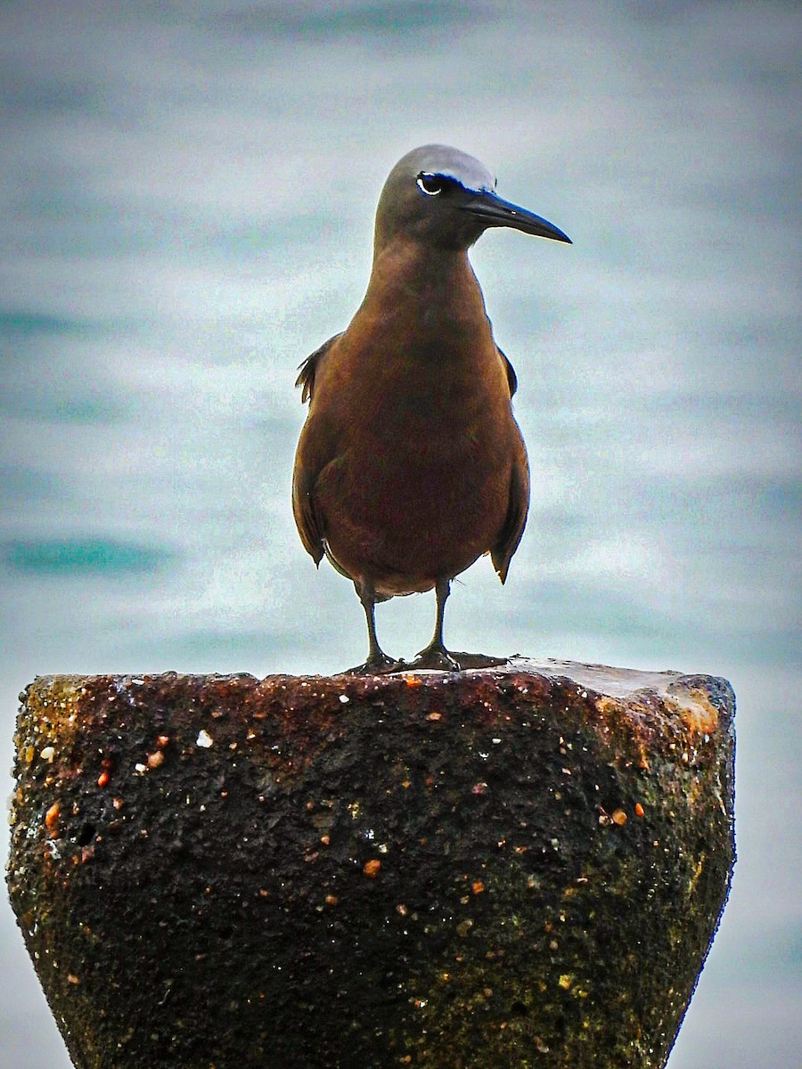 Brown Noddy - ML640251693