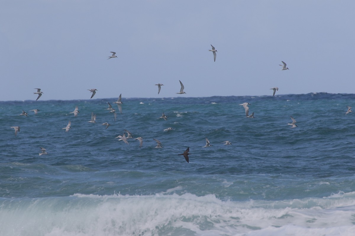 Brown Noddy - ML640251719