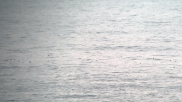 Black-vented Shearwater - ML640251784