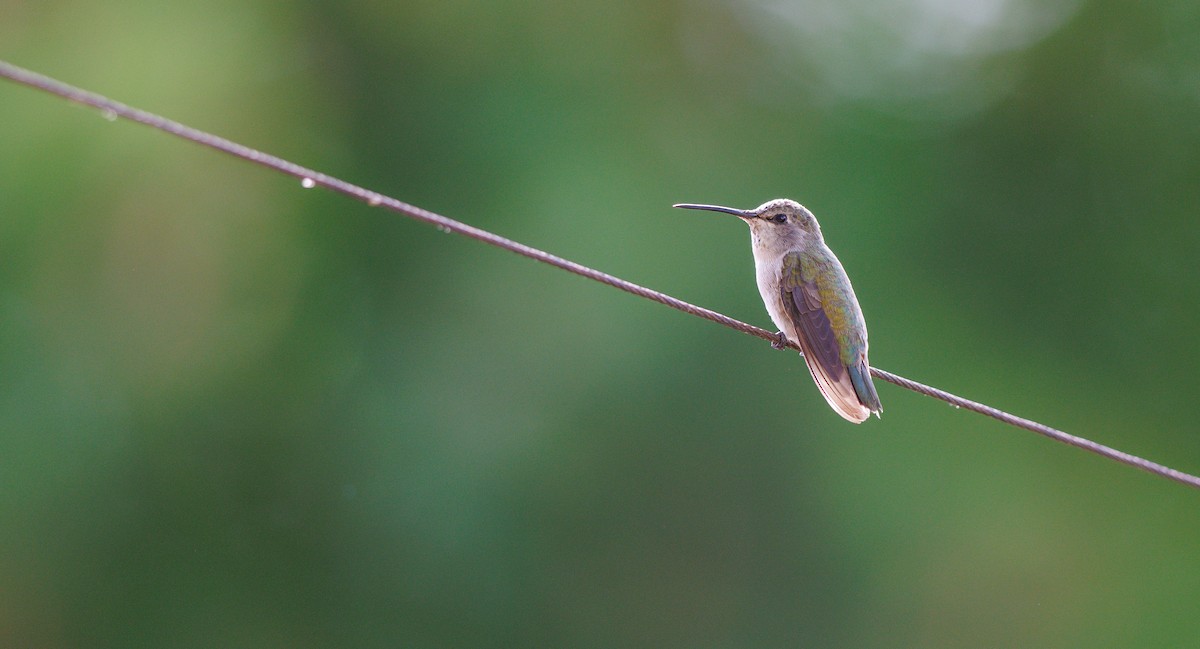 Costa's Hummingbird - ML640251928