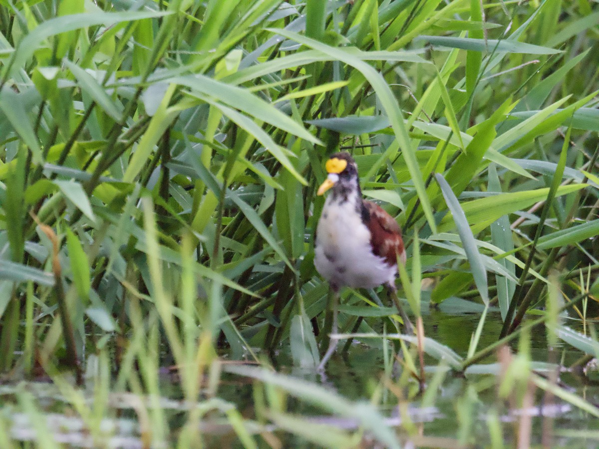 Northern Jacana - ML640251937