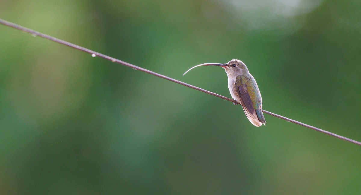 Costa's Hummingbird - ML640251951