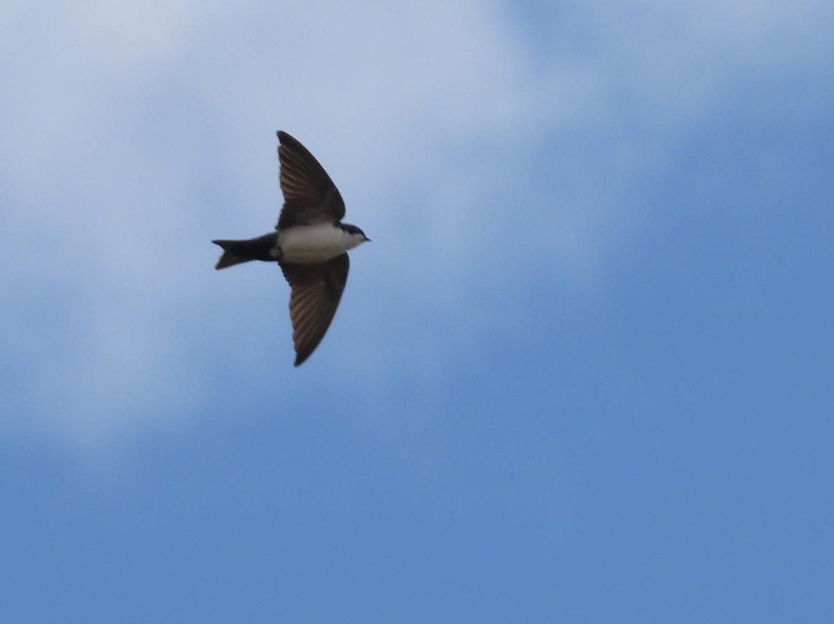 Blue-and-white Swallow - ML640251956