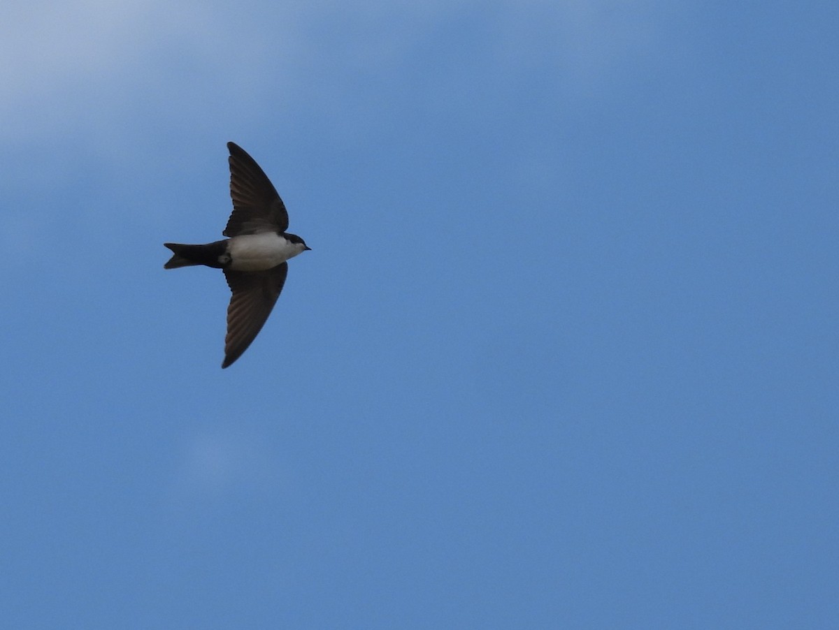 Blue-and-white Swallow - ML640251957
