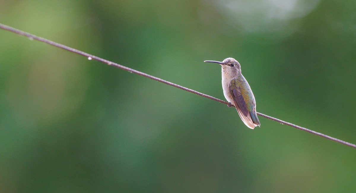 Costa's Hummingbird - ML640251964