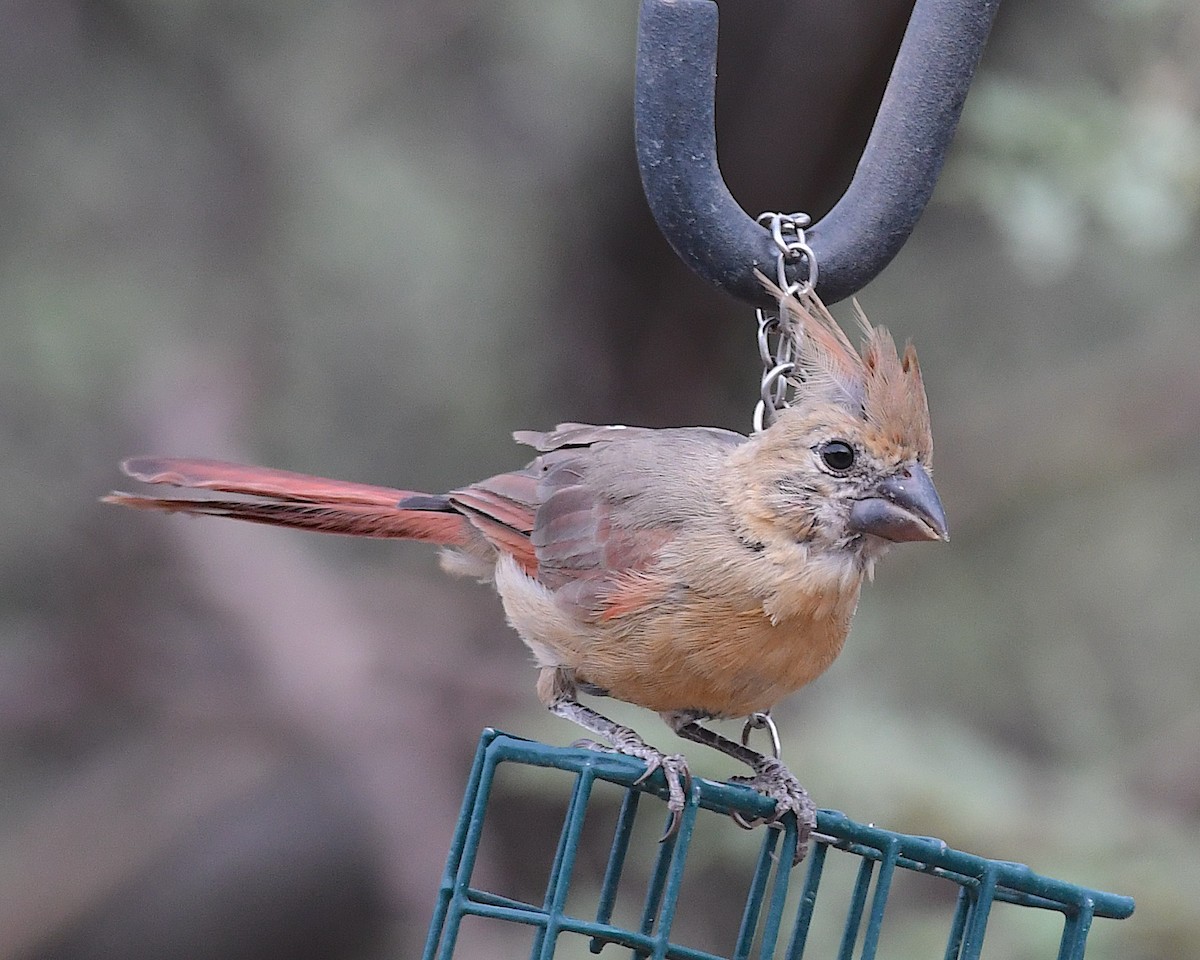 Northern Cardinal - ML640251966