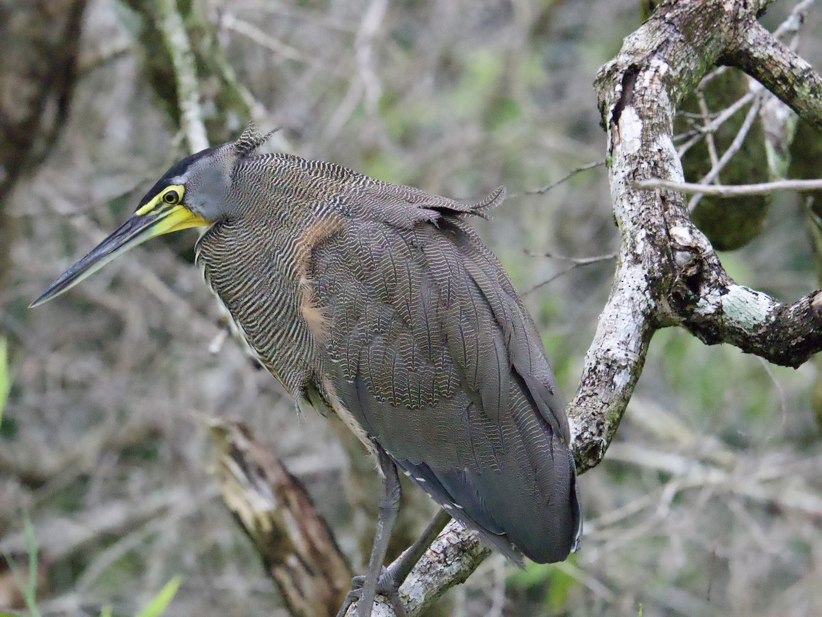 Bare-throated Tiger-Heron - ML640251984