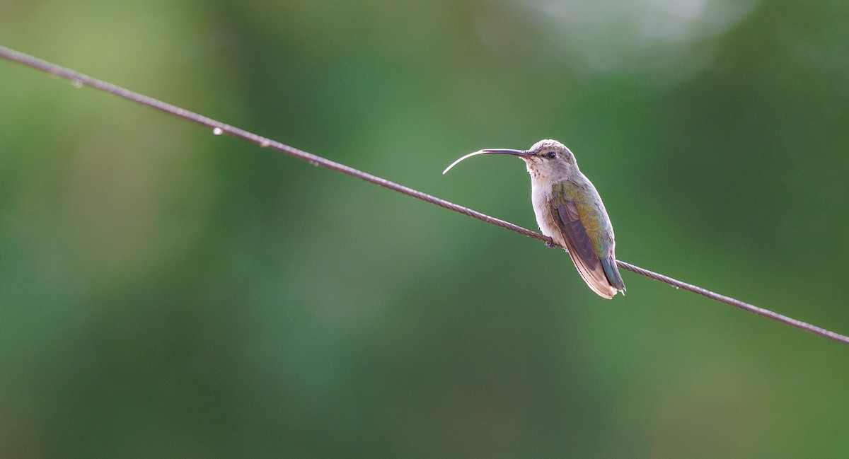 Costa's Hummingbird - ML640251985