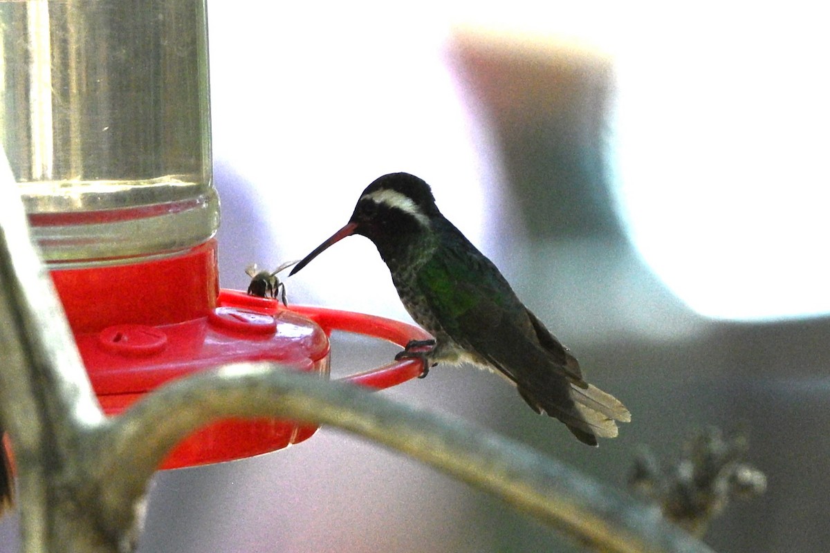 White-eared Hummingbird - ML640251990
