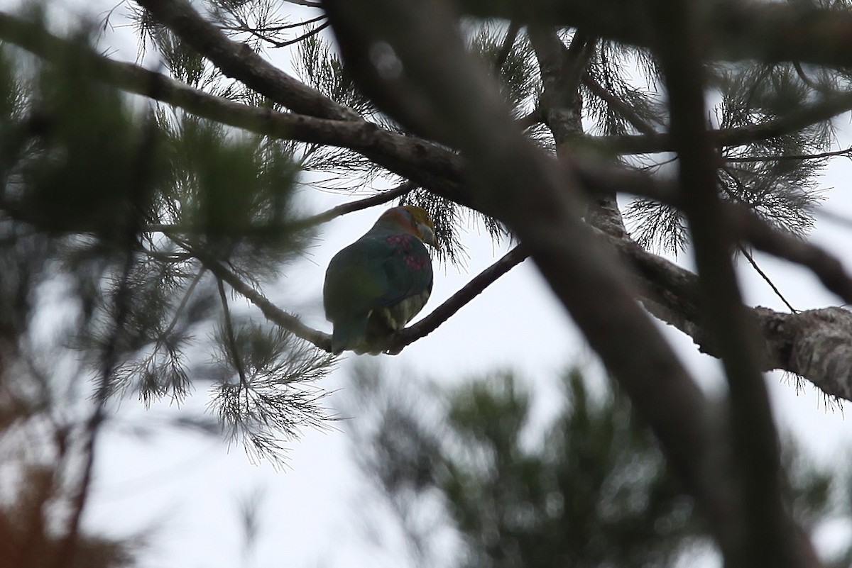Pink-spotted Fruit-Dove - ML640252039
