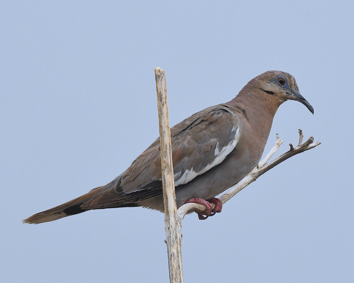 White-winged Dove - ML640252052