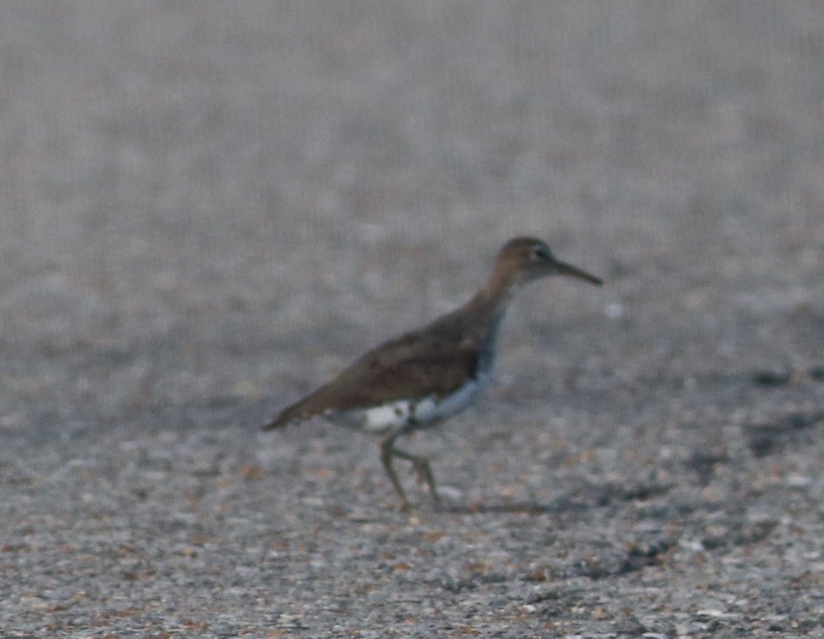 Spotted Sandpiper - ML640252076