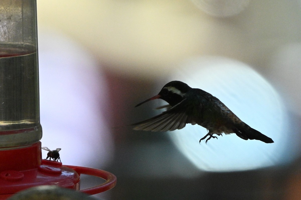 White-eared Hummingbird - ML640252084