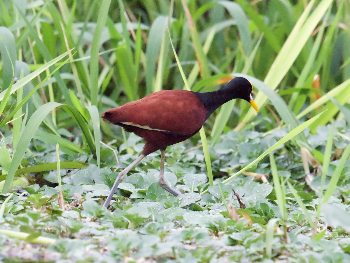 Northern Jacana - ML640252085