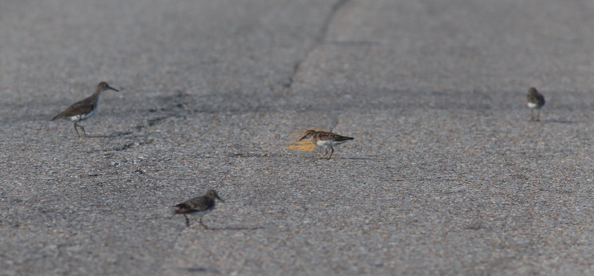 Least Sandpiper - ML640252093