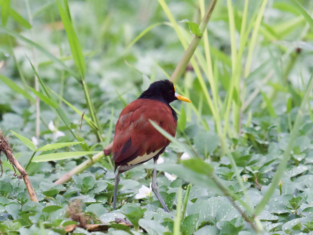 Northern Jacana - ML640252106