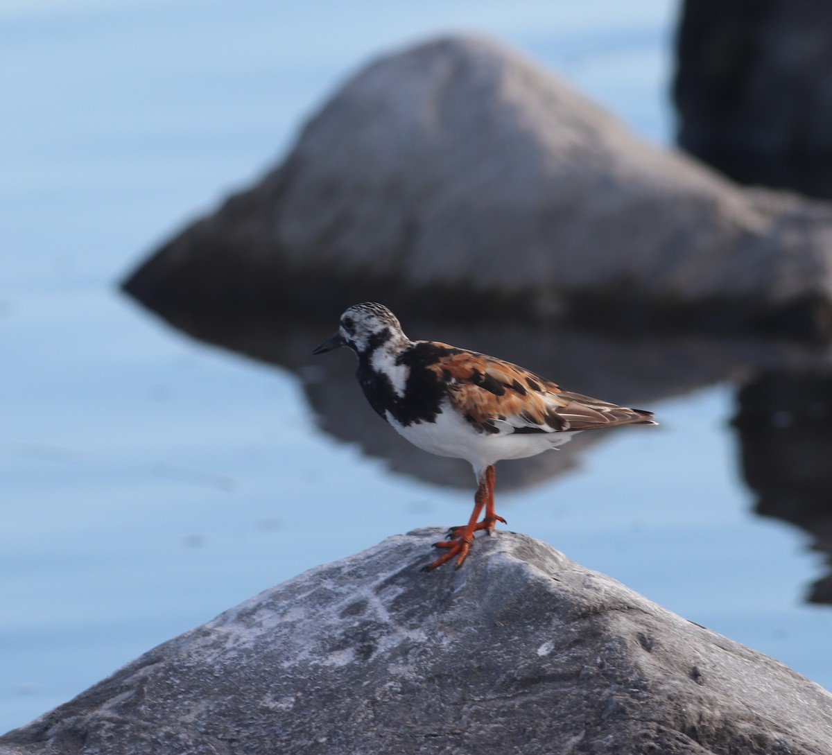 Ruddy Turnstone - ML640252107