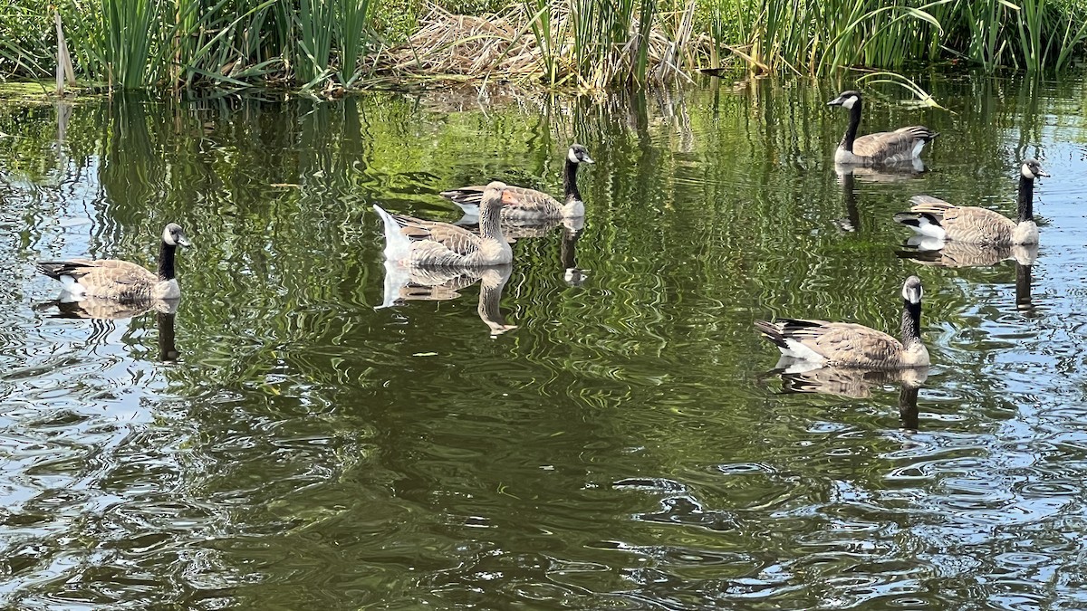 Graylag Goose (Domestic type) - ML640252108