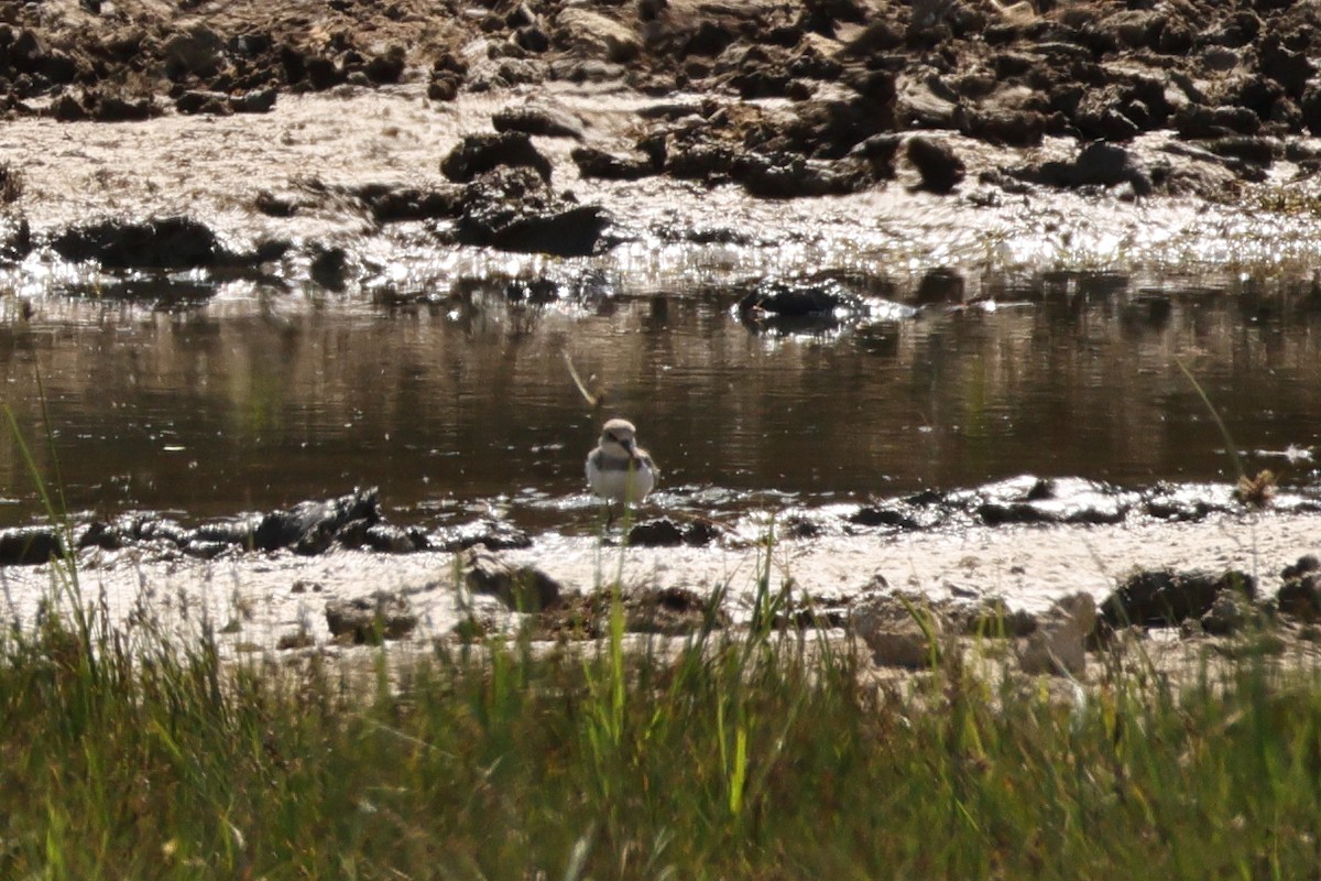kulík říční - ML640252112