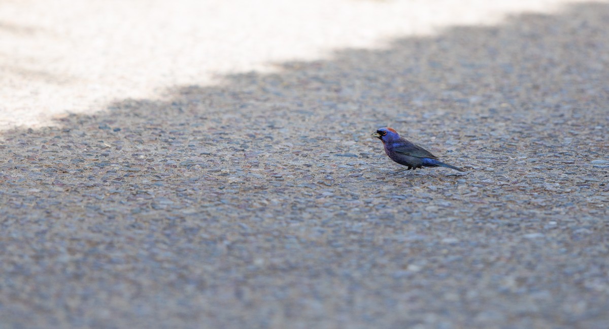 Varied Bunting - ML640252121