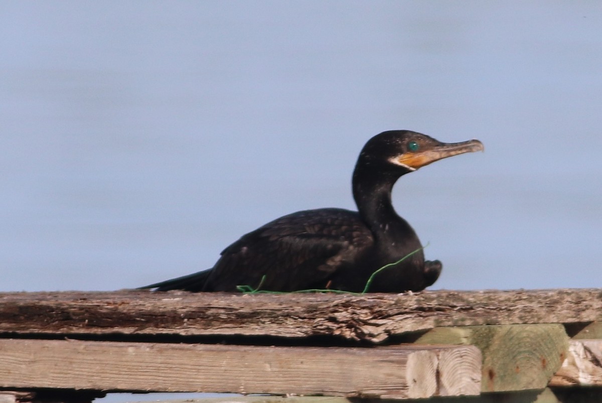 Neotropic Cormorant - ML640252127