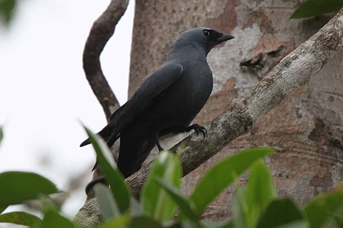 Boyer's Cuckooshrike - ML640252138