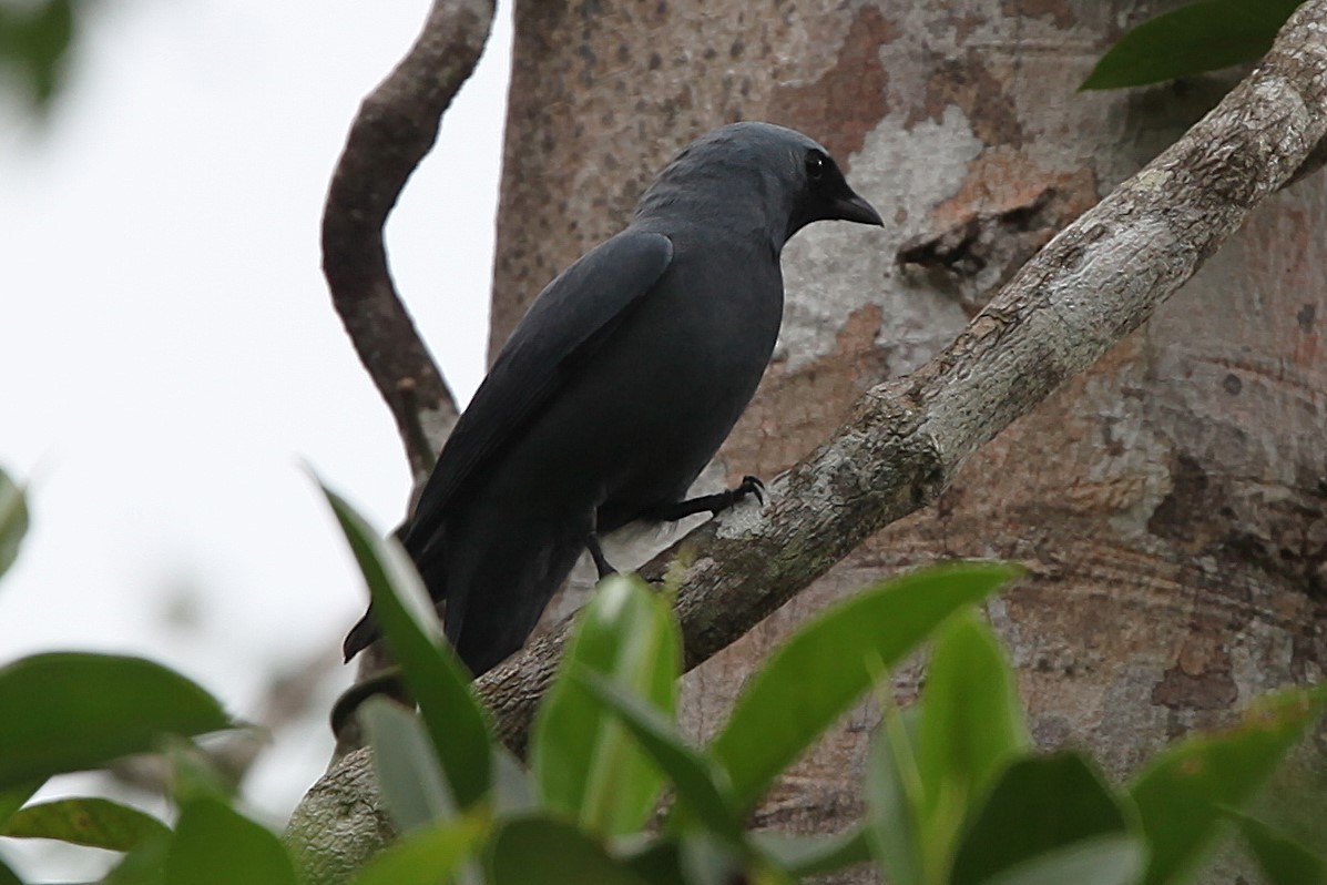 Boyer's Cuckooshrike - ML640252139