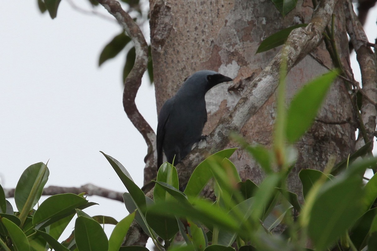 Boyer's Cuckooshrike - ML640252140