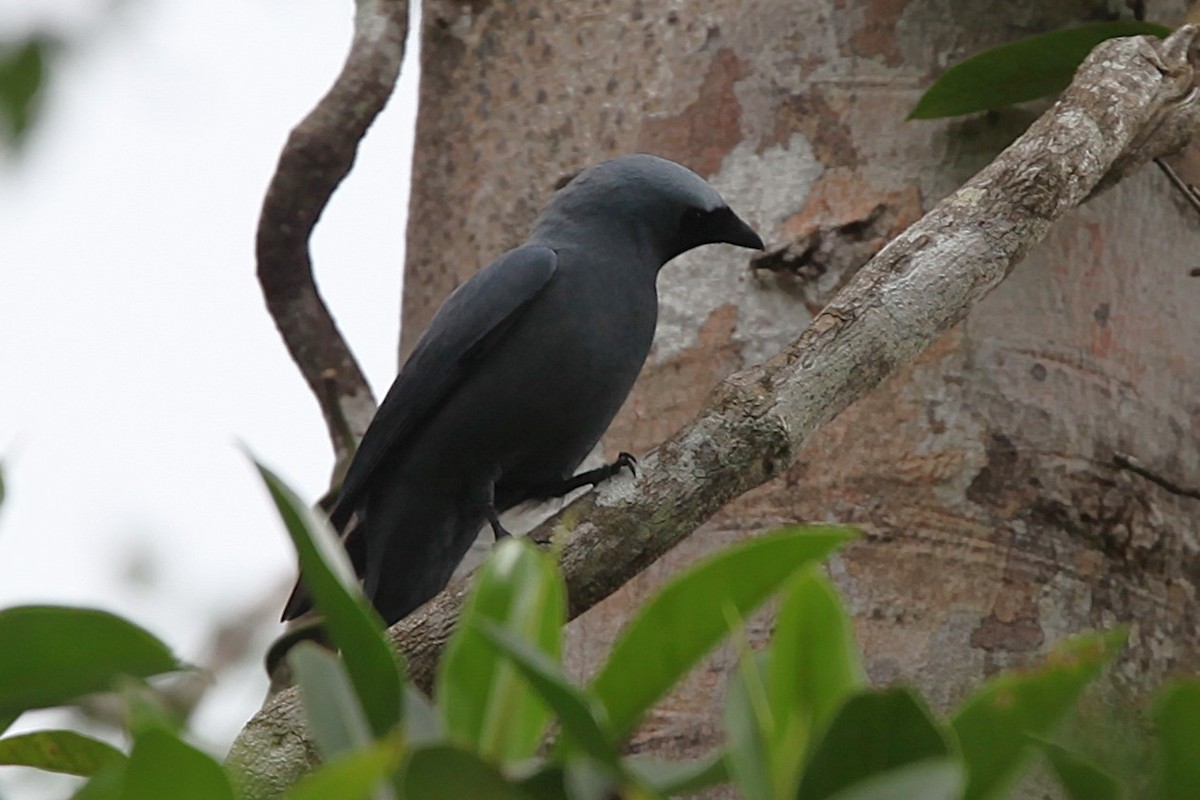 Boyer's Cuckooshrike - ML640252141