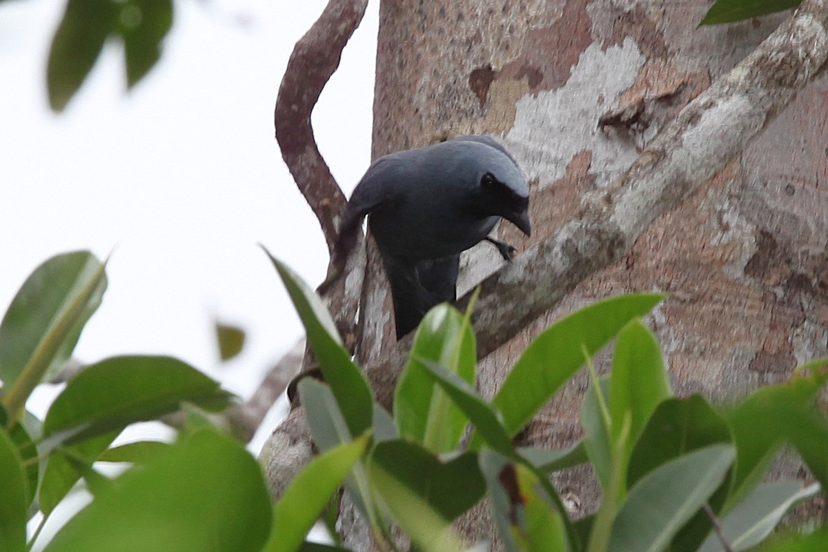 Boyer's Cuckooshrike - ML640252142