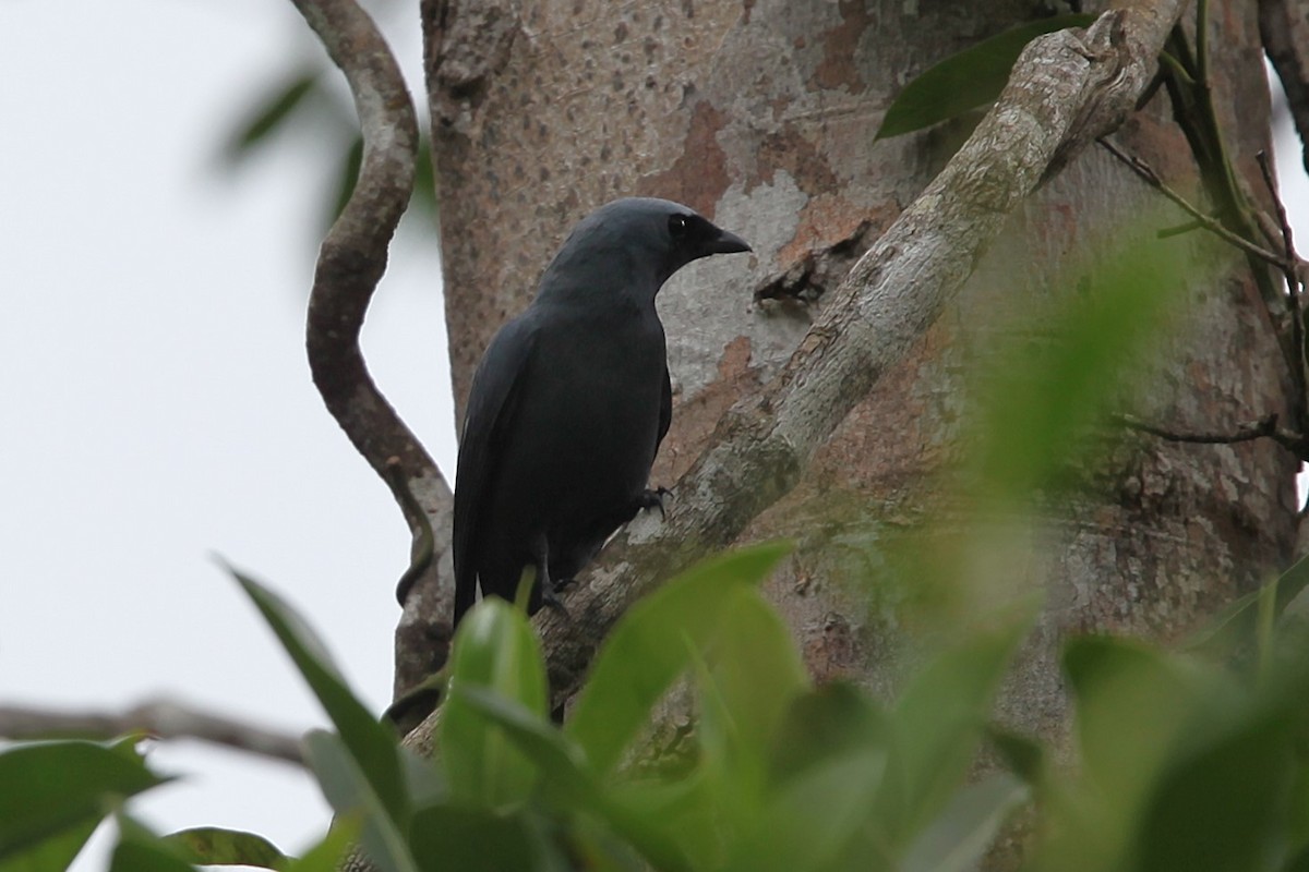 Boyer's Cuckooshrike - ML640252143