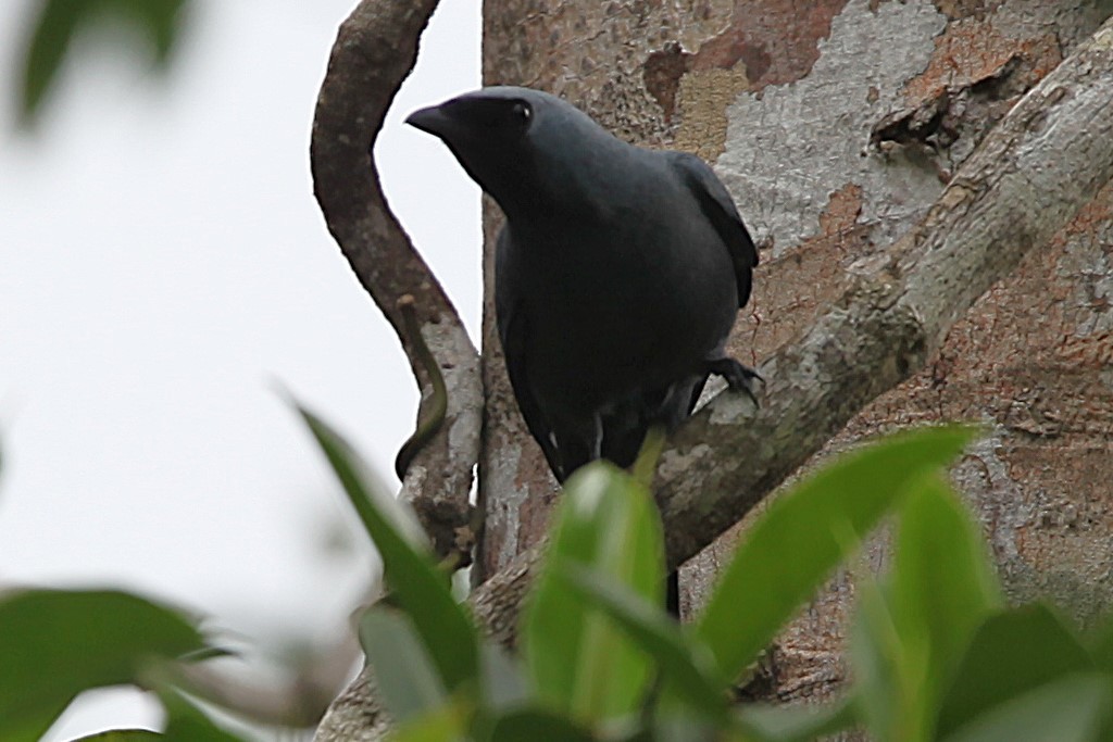Boyer's Cuckooshrike - ML640252144