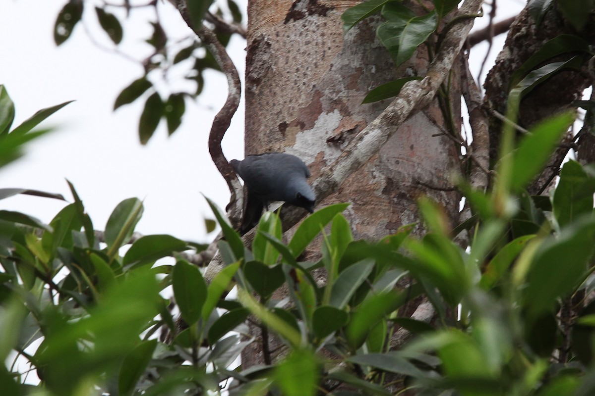 Boyer's Cuckooshrike - ML640252145