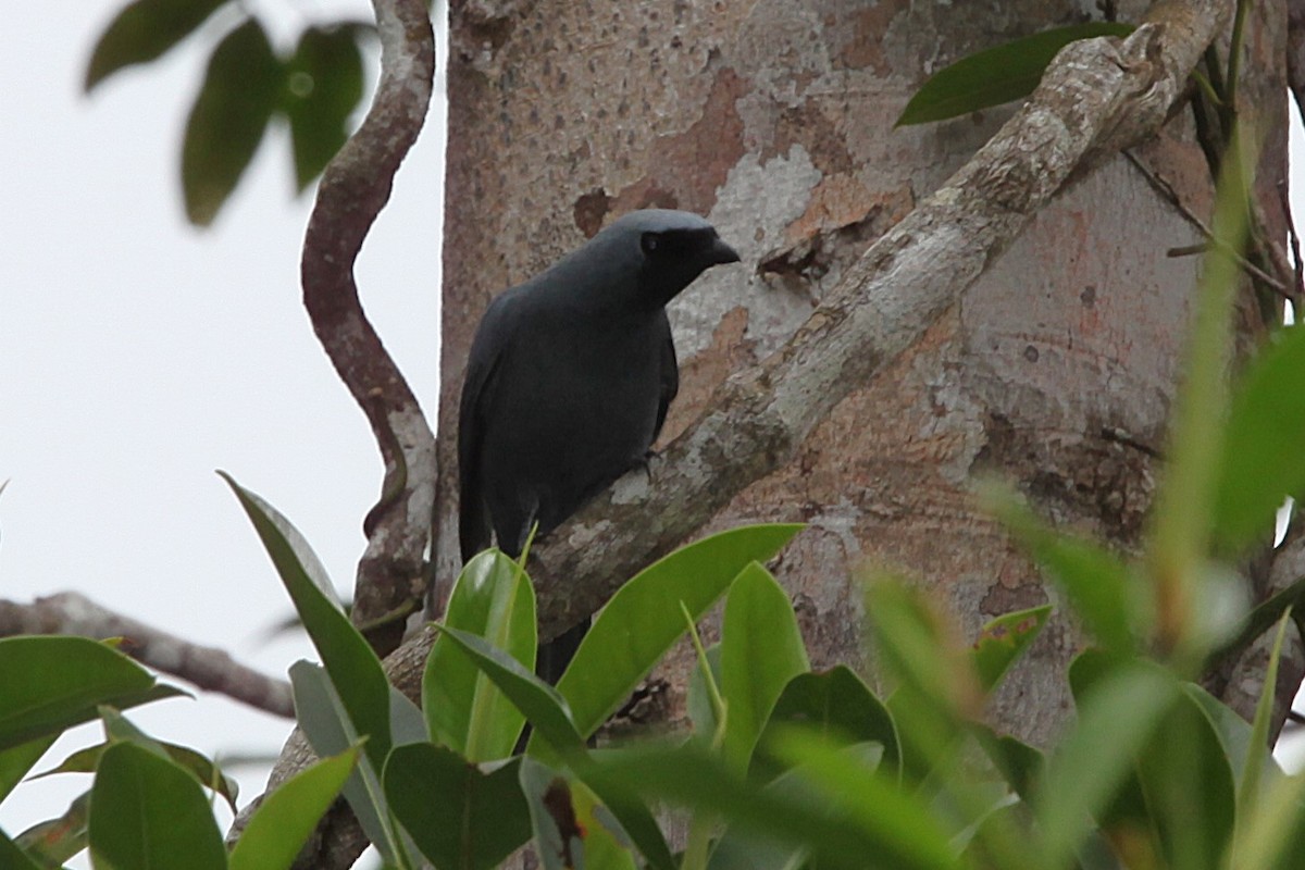 Boyer's Cuckooshrike - ML640252146