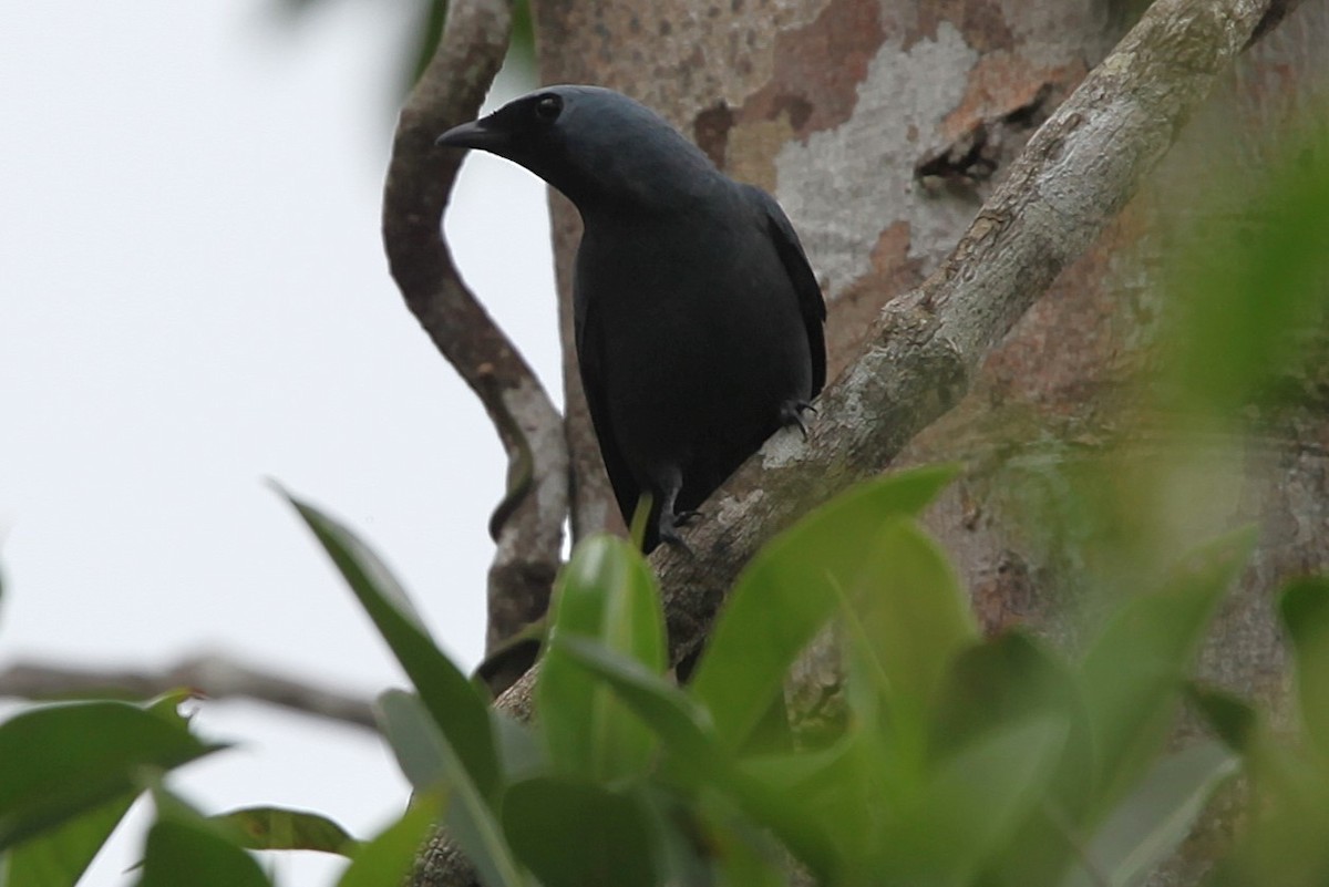 Boyer's Cuckooshrike - ML640252147