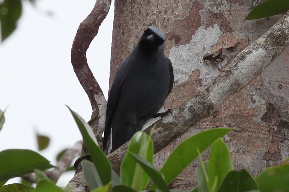 Boyer's Cuckooshrike - ML640252148